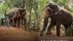 Kolhapur Mahadevi Elephant: महादेवीचा नांदणी ते वनतारा प्रवास, नेमकं काय घडलं?