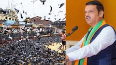 देवेंद्र फडणवीस म्हणाले, 'कबुतरखाने अचानक बंद करणे योग्य नाही'; कबुतरांना खाणं देण्याची जबाबदारीही बीएमसीलाच दिली