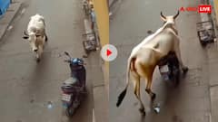 स्कूटी लेकर फरार हो गया सांड, यूजर्स बोले - पहले अमेरिका कहता था क्या हो तुम; देखें वीडियो