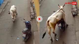 स्कूटी लेकर फरार हो गया सांड, यूजर्स बोले - पहले अमेरिका कहता था क्या हो तुम; देखें वीडियो