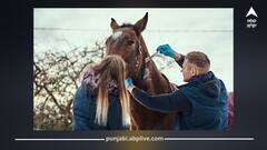 ਅਨੋਖਾ ਤਰੀਕਾ! ਜਾਣੋ ਕਿਉਂ ਘੋੜਿਆਂ ਨੂੰ ਲਗਾਏ ਜਾਂਦੇ ਸੱਪਾਂ ਦੇ ਜ਼ਹਿਰ ਵਾਲੇ ਟੀਕੇ? ਜਾਣੋ ਇਸ ਦੇ ਪਿੱਛੇ ਦੀ ਸੱਚਾਈ