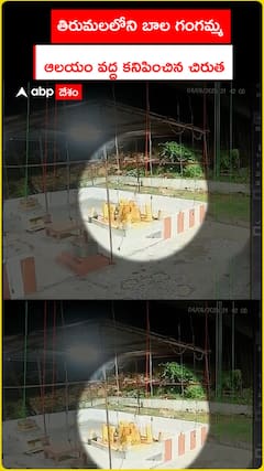 Leopard spotted at Bala Gangamma temple in Tirumala