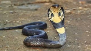 உங்கள் கனவில் பாம்பு வந்தால் நல்லதா? கெட்டதா? இது நடக்கலாம்..!