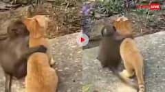 इससे प्यारा नजारा नहीं देखा होगा! बंदर और बिल्ली की दोस्ती हो रही वायरल- दिल खुश कर देगा वीडियो