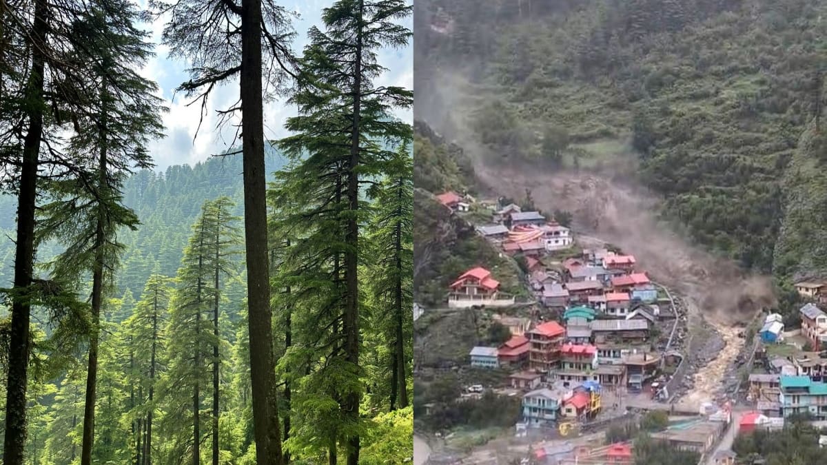 Uttarkashi Cloudburst: கடவுளின் மரத்தை வெட்டியதுதான் உத்தரகாசி காட்டாற்று வெள்ளத்திற்கு காரணமா