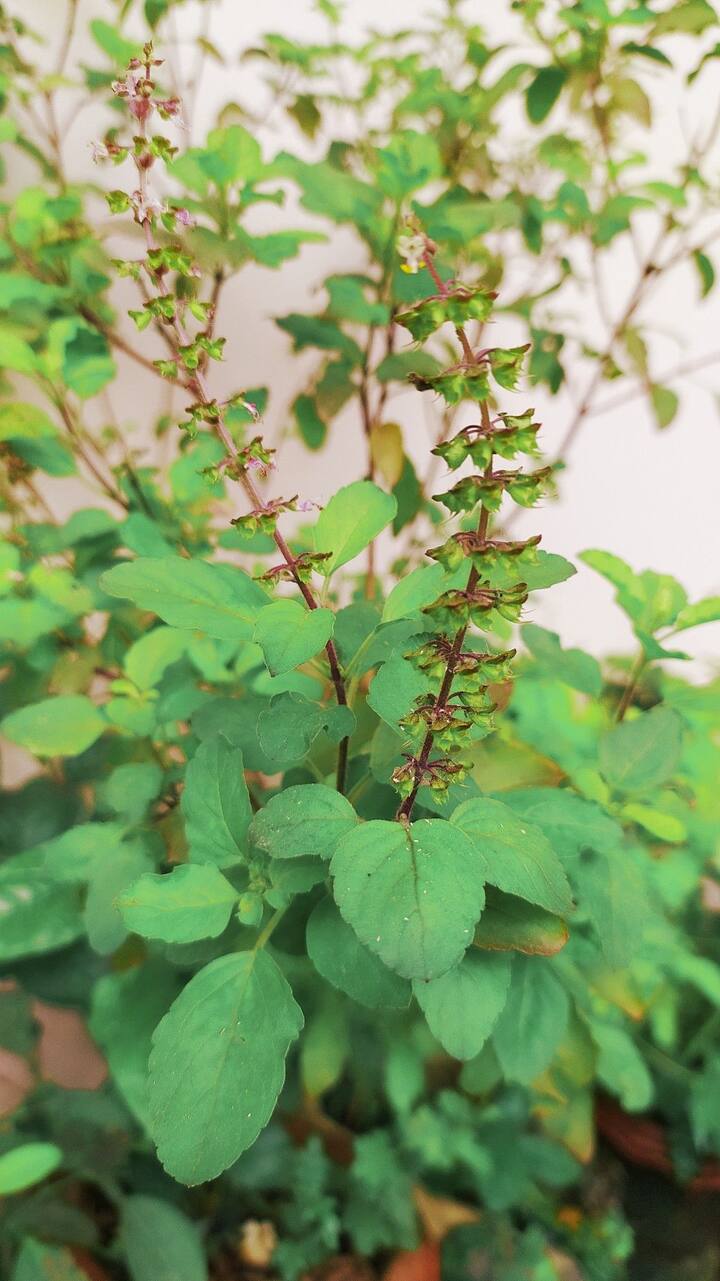 तुळशीची पानं: 4-5 तुळशीची पानं चावून खाल्ल्याने गॅस आणि अ‍ॅसिडिटी दोन्ही कमी होतात.
