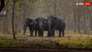 कोल्हापुर में ही पुनर्वास केंद्र बनाने को तैयार वंतारा, कहा - 'हथिनी माधुरी के लिए एकजुट होना जरूरी'