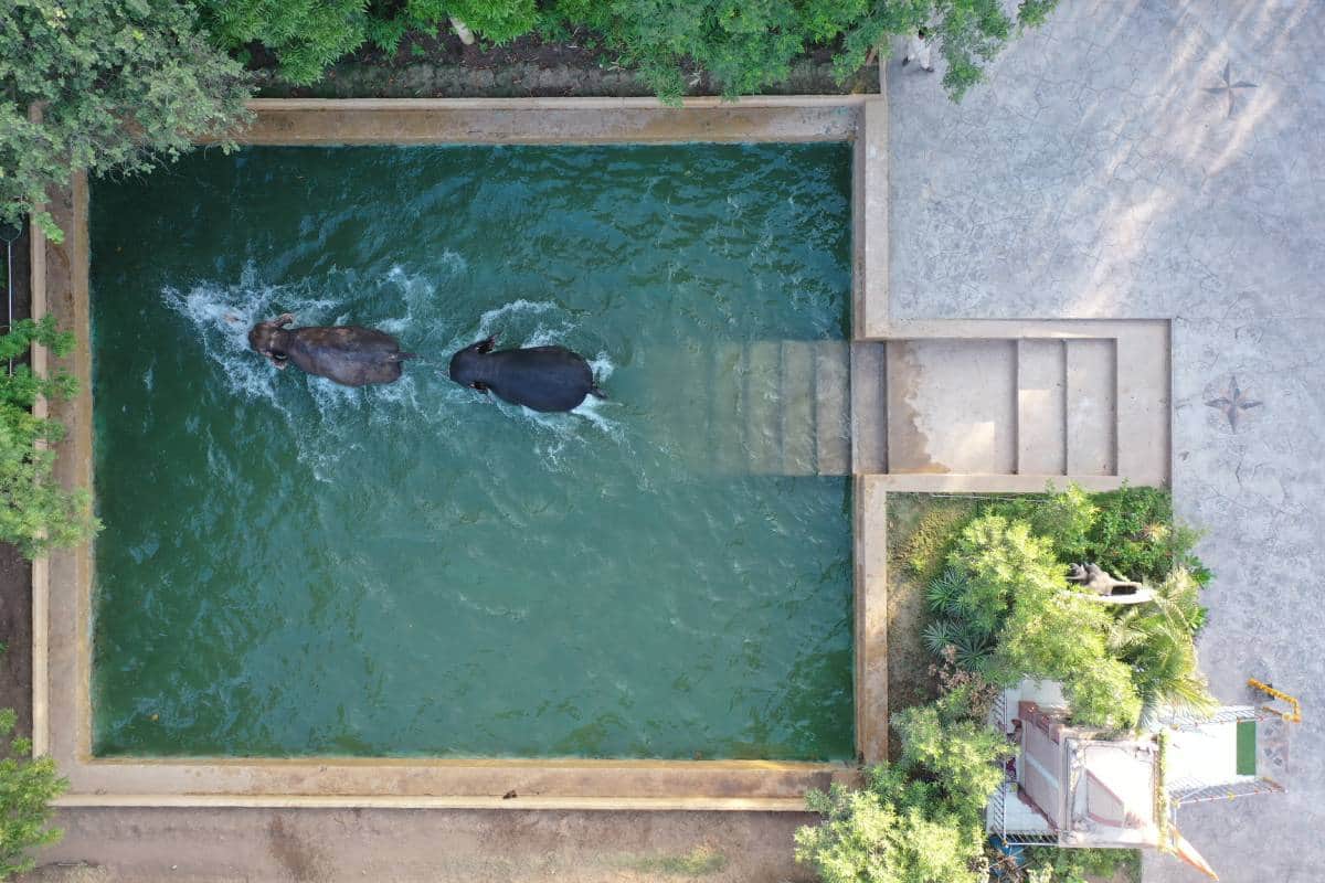 विशेष हायड्रोथेरपी तलाव