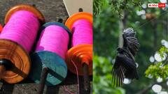 कोड वर्ड में बिक रही मौत! दिल्ली में 4 दिन में 250 से अधिक पक्षी चीनी मांझे से घायल