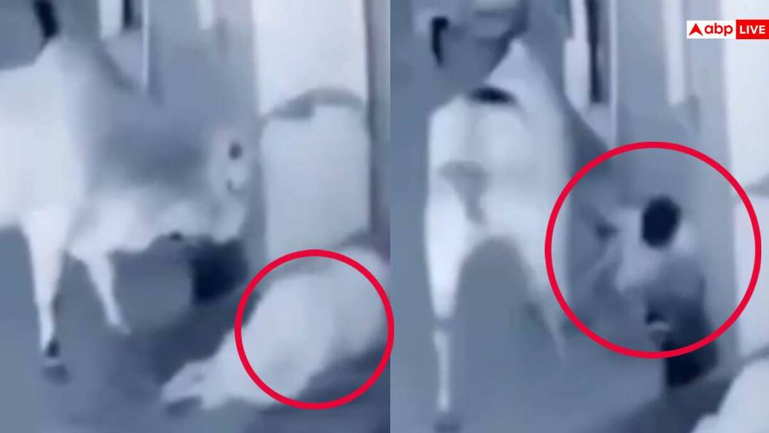 Son becomes a hero while saving his mother from a bull attack Viral Video Video: असली सुपरमैन! मां पर किया हमला तो बिना डरे सांड से भिड़ गया बच्चा, वीडियो देख ठोकेंगे सलाम
