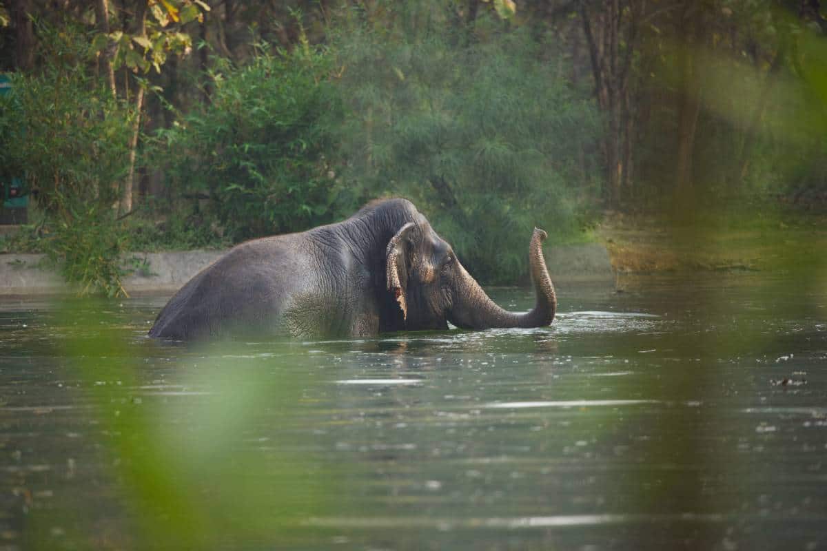 नैसर्गिक हालचालींसाठी मोठा जलतलाव