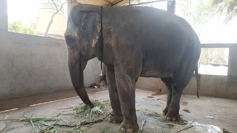 ‘Chance At Life’: PETA Backs Elephant Mahadevi’s Rehab As Fadnavis Vows Legal Battle