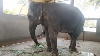 'Chance At Life': PETA Backs Elephant Mahadevi’s Rehab As Fadnavis Vows Legal Battle To Bring Her Back To Kolhapur