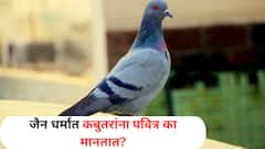Astrology : जैन धर्मात कबुतरांना इतकं पवित्र का मानतात, परंपरा आणि धार्मिक महत्त्व काय?