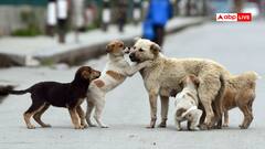 कुत्ते इंसानों के सबसे अच्छे दोस्त, उन्हें गरिमा से जीने का हक- दिल्ली हाईकोर्ट