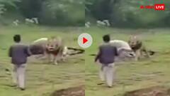 शिकार कर रहे शेर के पास अचानक सेल्फी लेने पहुंचा शख्स...इसके बाद शेर ने जो किया देखकर रूह कांप जाएगी