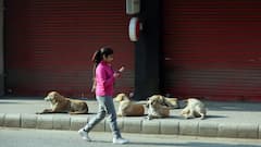 6 Injured After Neighbour Unleashes Pet Dog Over Bike Parking In Delhi
