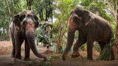 माधुरीचं भवितव्य आणि देखभालीबाबत वनताराचं अधिकृत प्रसिद्धीपत्रक