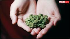 सिगरेट पीने से ज्यादा खतरनाक है भांग खाना, हो सकता है यह खौफनाक कैंसर