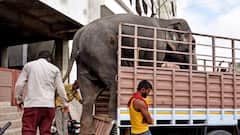 CM देवेंद्र फडणवीस की पहल, वंतारा भी सुप्रीम कोर्ट में देगा साथ, हथिनी माधुरी लौटेगी नंदनी मठ