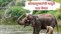 माधुरी लवकरात लवकर कोल्हापूरला परतणार, वनताराच्या CEO चा नांदणीच्या मठावर शब्द!