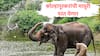 Madhuri Elephant : माधुरी लवकरात लवकर कोल्हापूरला परतणार, वनताराच्या CEO चा नांदणीच्या मठावर शब्द!