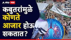 श्वासापासून त्वचेपर्यंत...कबुतरांमुळे कोणते आजार होऊ शकतात?; पाहा A टू Z माहिती