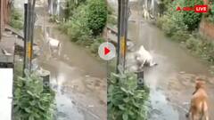 कोटा की गलियों में मौत का करंट! भरे पानी में गिरी गाय, कांपी, तड़पी… फिर शांत हो गई- वीडियो वायरल