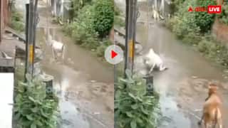 कोटा की गलियों में मौत का करंट! भरे पानी में गिरी गाय, कांपी, तड़पी… फिर शांत हो गई- वीडियो वायरल
