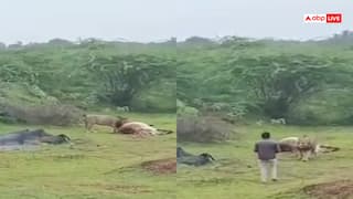 Video: शिकार खा रहे शेर के पास चला गया शख्स, बनवाया वीडियो, फिर जो हुआ... रौंगटे खड़े हो जाएंगे