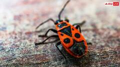 बरसात में शाम होते ही घर में आने लगे हैं कीट-पतंगे, ऐसे पा सकते हैं समस्या से निजात