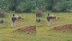 रील्स के चक्कर में शेर के नजदीक पहुंचा शख्स और फिर..., रौंगटे खड़े कर देगा भावनगर का ये वीडियो