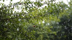 Tamil Nadu Weather: Chennai To Receive Heavy Rain Tomorrow, Yellow Alert Issued For 5 Districts