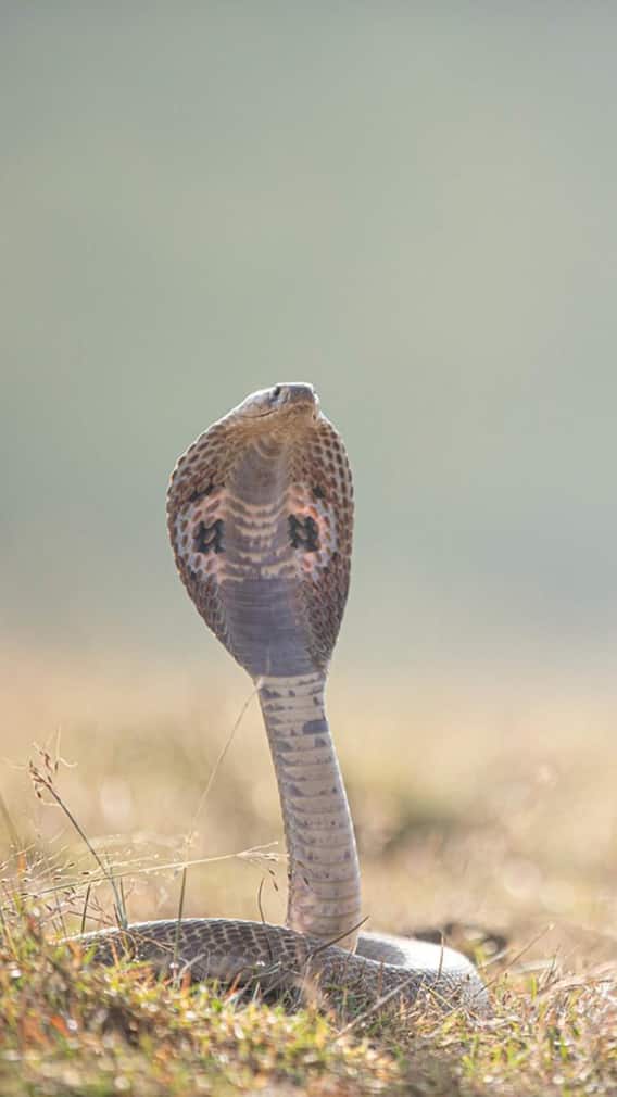 कोबरा या रसैल वाइपर में ज्यादा जहरीला कौन?