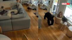 Video: घर में धीरे से घुसा भालू, फिर जो हुआ... देख आपकी हंसी छूट जाएगी, वीडियो वायरल