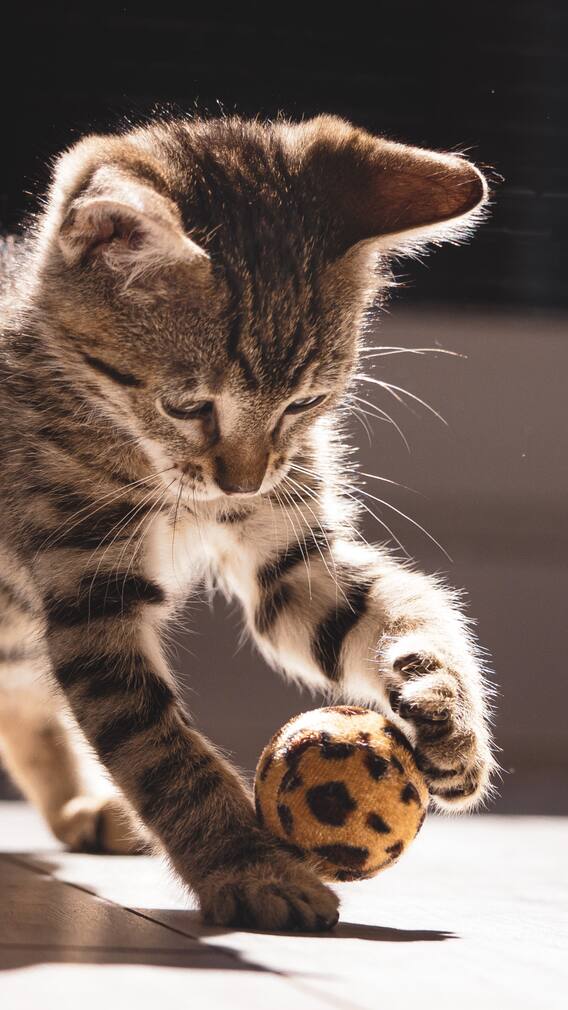 International Cat Day 2025: 9 Cat Breeds That Make Great Pets