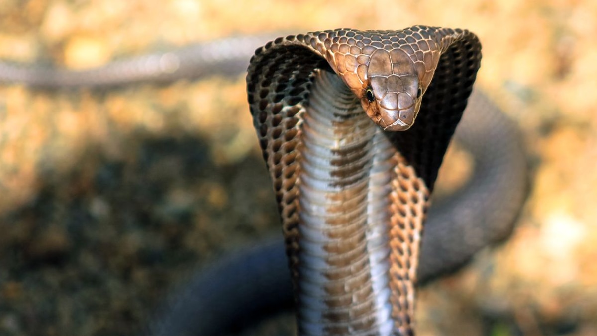 (Image Source: Pinterest/natgeo)