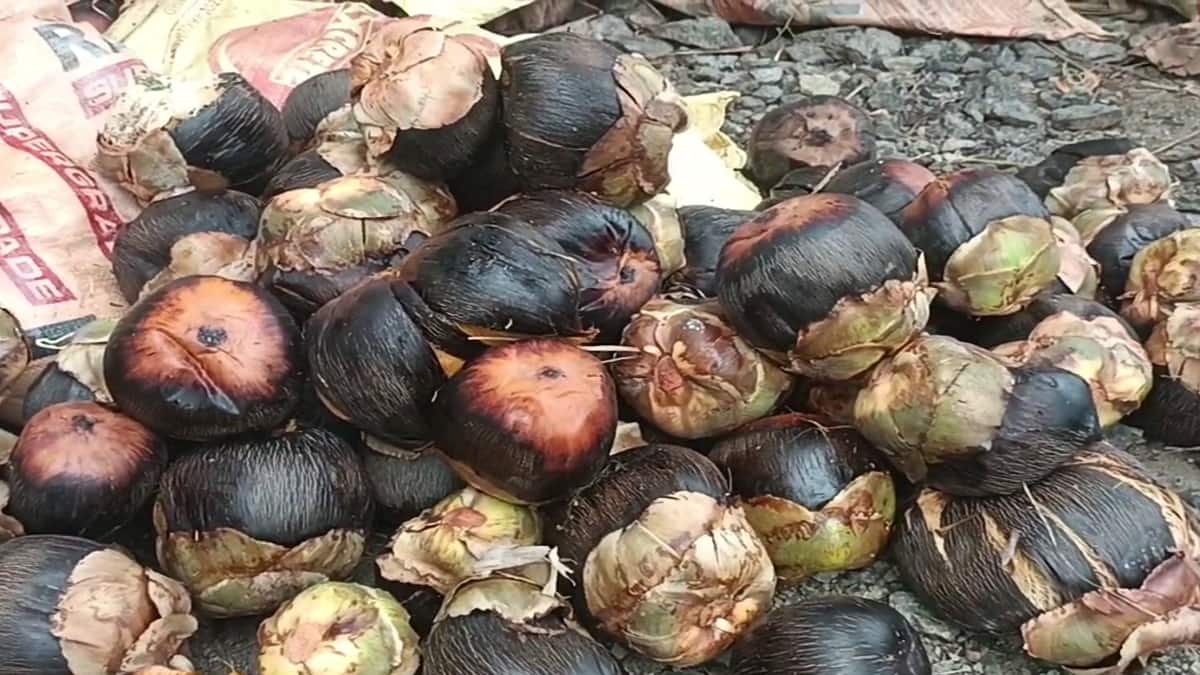 பனை மரத்தை காக்கும் இளைஞரின் புது முயற்சி! சுற்றுச்சூழலுக்கு உகந்த ஆடைகள் மூலம் அசத்தல்!