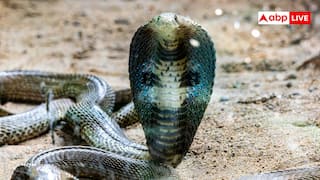ये है भारत का सबसे जहरीला सांप! जंगल का राजा भी भरता है इसके आगे पानी