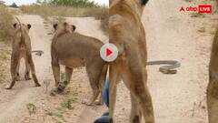 जब शेर के सामने आया ब्लैक मांबा तो डर से थर थर कांपने लगा जंगल का राजा- वीडियो वायरल