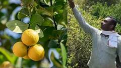 बीडच्या दिव्यांग शेतकऱ्याची कमाल! 2 हेक्टरात लिंबातून कमावतोय 22 लाख, नक्की काय केलं?