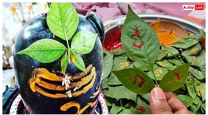तीन से अधिक पत्ती वाला बेलपत्र- वैसे तो शिवलिंग पर तीन पत्ती वाला बेलपत्र चढ़ाया जाता है और शिव पुराण में इसी महत्ता भी बताई गई है. लेकिन सावन के अंतिम तीन आप भगवान शिव को तीन से अधिक पत्ती वाला बेलपत्र भी चढ़ा सकते हैं, यह भी बहुत शुभ माना गया है.