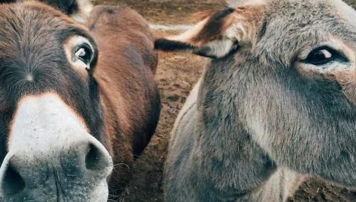 ਤੁਸੀਂ ਭਾਰਤ ਵਿੱਚ ਗਊ ਮੂਤਰ ਨੂੰ ਦਵਾਈ ਦੇ ਤੌਰ ‘ਤੇ ਵੇਚਣ ਬਾਰੇ ਸੁਣਿਆ ਹੋਵੇਗਾ, ਪਰ ਕੀ ਤੁਸੀਂ ਕਦੇ ਬਾਘ ਦੇ ਪਿਸ਼ਾਬ ਨੂੰ ਵੇਚਣ ਬਾਰੇ ਸੁਣਿਆ ਹੈ? ਕੀ ਇਹ ਹੈਰਾਨ ਕਰਨ ਵਾਲੀ ਗੱਲ ਨਹੀਂ ਹੈ? ਚੀਨ, ਜੋ ਪਹਿਲਾਂ ਗਧੇ ਦਾ ਮਾਸ ਵੇਚਣ ਲਈ ਖ਼ਬਰਾਂ ਵਿੱਚ ਸੀ, ਹੁਣ ਬਾਘ ਦੇ ਪਿਸ਼ਾਬ ਵੇਚਣ ਨੂੰ ਲੈਕੇ ਚਰਚਾਵਾਂ ਵਿੱਚ ਹੈ।