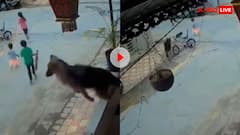 बच्चे की जान बचाने के लिए कुत्ते ने सुपरहीरो की तरह लगाई छलांग, वीडियो देख कहेंगे वाह