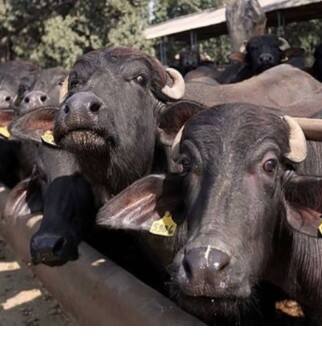 ਅੰਮ੍ਰਿਤਸਰ 'ਚ ਲੱਗੀ ਪਾਬੰਦੀ, ਬਾਜ਼ਾਰ ਬੰਦ ਕਰਨ ਸਣੇ...