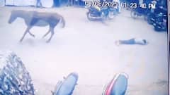 सिद्धार्थनगर में बेलगाम घोड़े का आतंक, बच्चे को 500 मीटर तक घसीटा, मालिक पर केस दर्ज