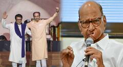 ठाकरे बंधू एकत्र येण्याबाबत इंडियात कुणाला आक्षेप नाही, संजय राऊत यांच्या दाव्यावर शरद पवारांचे स्पष्टीकरण; म्हणाले...