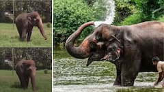 महादेवी हत्तीणीच्या घरवापसीसाठी सोमवारी सर्वोच्च न्यायालयात याचिका; राज्य सरकार, नांदणी मठ आणि वनताराची संयुक्त दाखल करणार