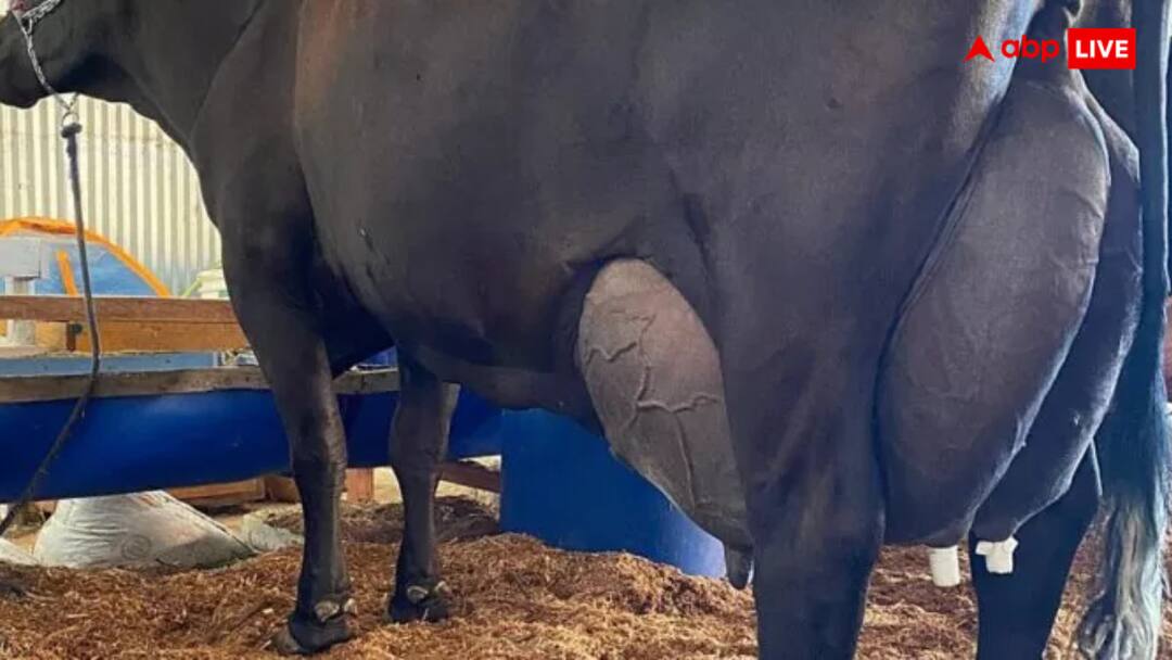 Girollando cow set record by producing 343 liters of milk in three days dairy tournament in Brazil goes viral गाय ने तीन दिन में दिया 343 लीटर दूध! यहां बना अनोखा रिकॉर्ड जिसे देख यूजर्स बोले- चिमटी काटो