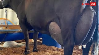 गाय ने तीन दिन में दिया 343 लीटर दूध! यहां बना अनोखा रिकॉर्ड जिसे देख यूजर्स बोले- चिमटी काटो